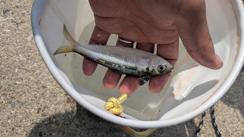 サッパの釣果