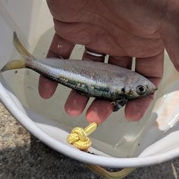 サッパ