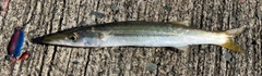 カマスの釣果