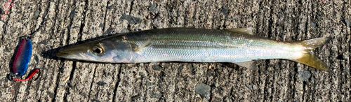 カマスの釣果