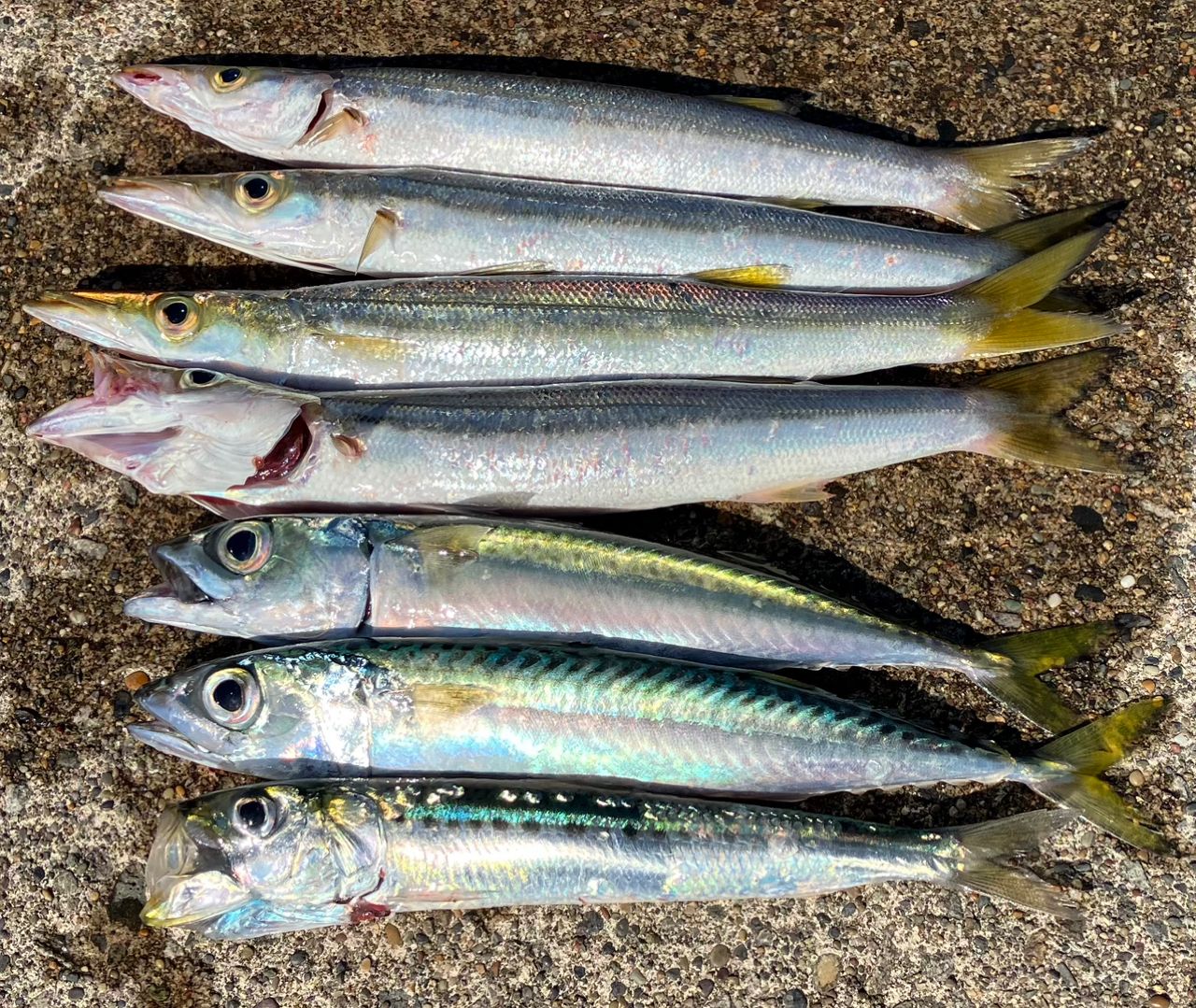 カマス