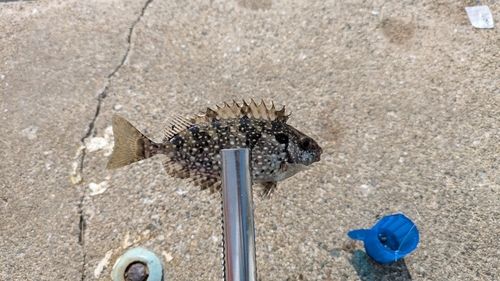 アイゴの釣果