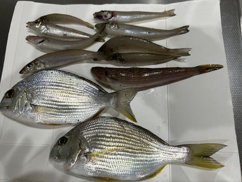 シロギスの釣果
