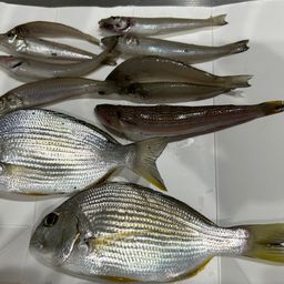 シロギス