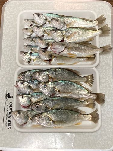 イシモチの釣果