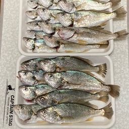 イシモチ