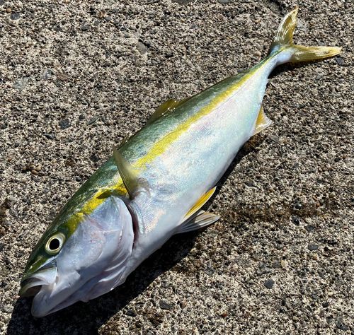 フクラギの釣果