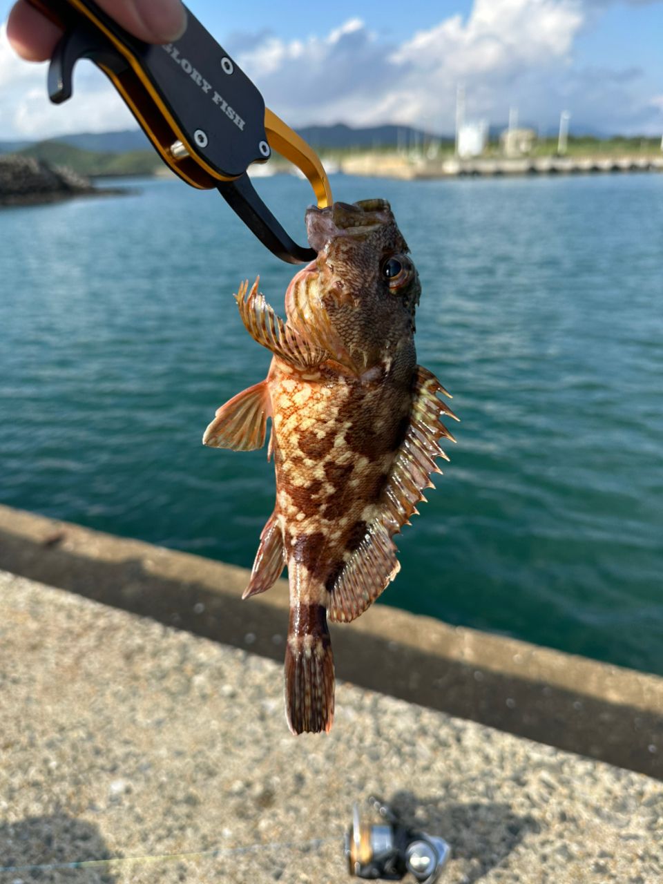 カサゴ