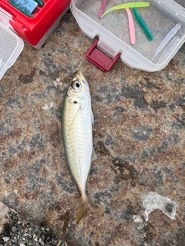 釣果
