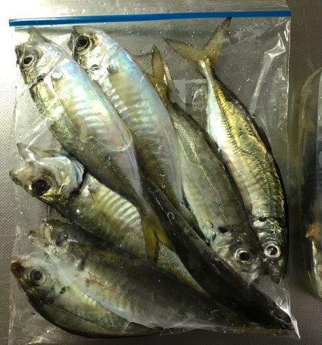 アジの釣果