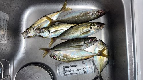 アジの釣果