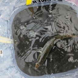 アジ