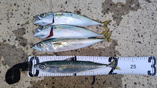 サバの釣果