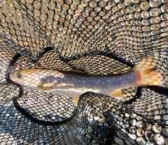 アメマスの釣果