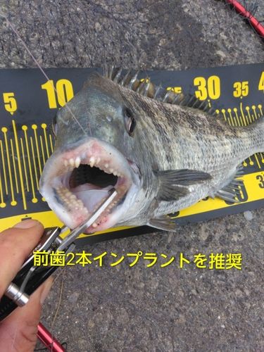 チヌの釣果