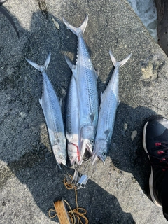 サゴシの釣果