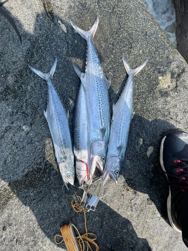 サゴシの釣果