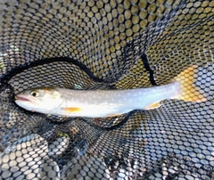 アメマスの釣果