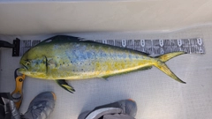 シイラの釣果