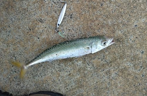 サバの釣果