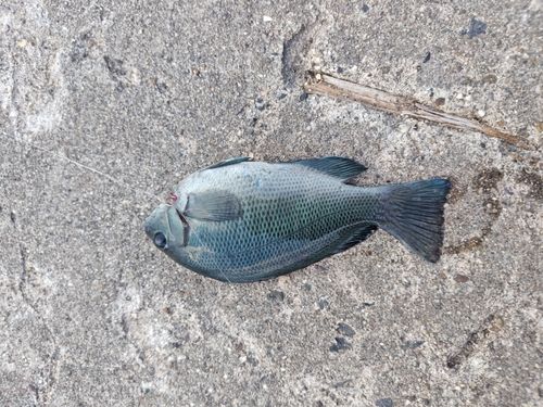 グレの釣果