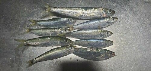 ママカリの釣果