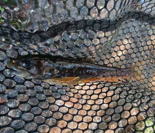 オショロコマの釣果