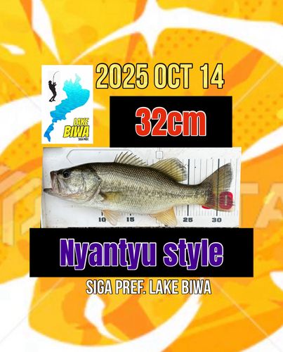 ラージマウスバスの釣果