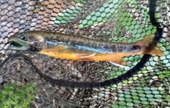 オショロコマの釣果