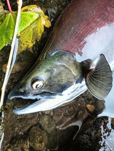 ヒメマスの釣果