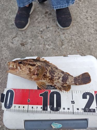 カサゴの釣果