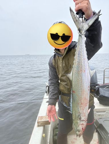 サワラの釣果