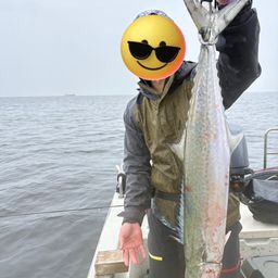 サワラ