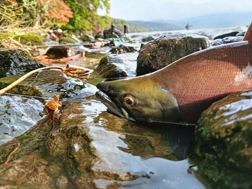 ヒメマスの釣果