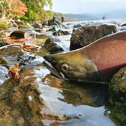 ヒメマス