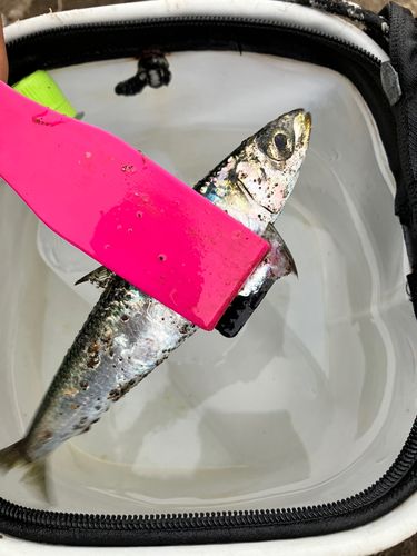 カタボシイワシの釣果