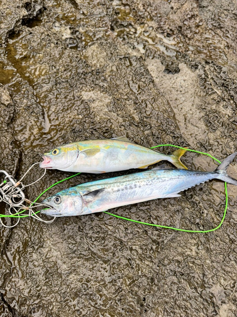 Daiwa オーバーゼアair 103MH Daiwa オーバーゼア 103MHインプレッション | ルアー時々餌釣り