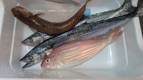 サゴシの釣果