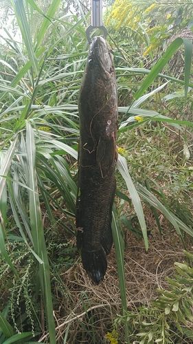 ライギョの釣果