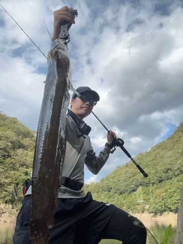 ナマズの釣果
