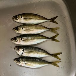 アジ