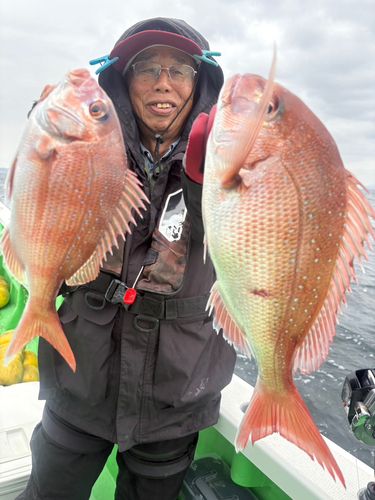 マダイの釣果