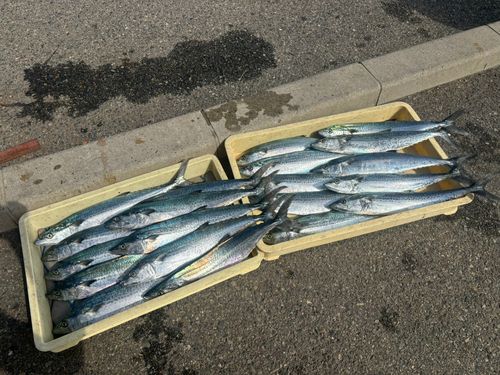 サゴシの釣果