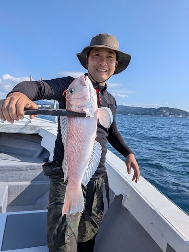 シロアマダイの釣果