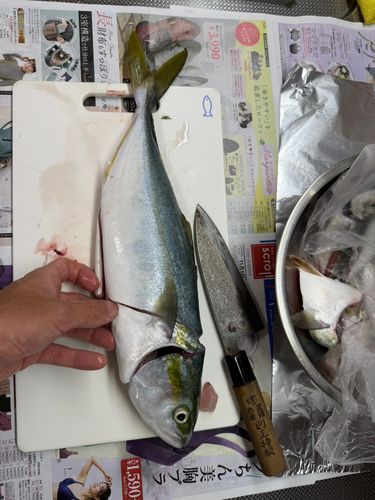 ヤズの釣果