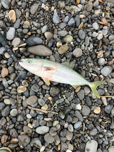 イナダの釣果