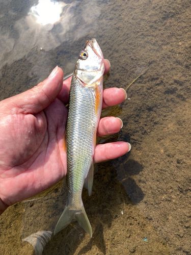 ハスの釣果