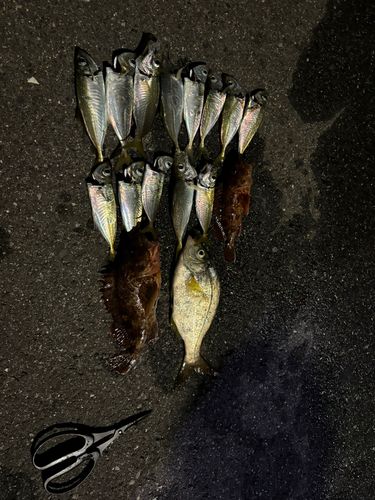 アジの釣果