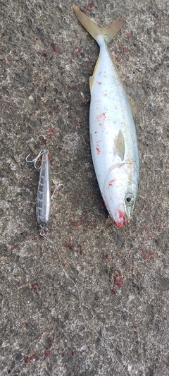 ワカシの釣果