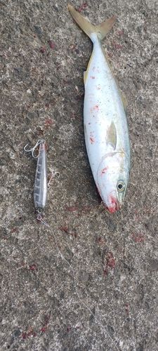ワカシの釣果